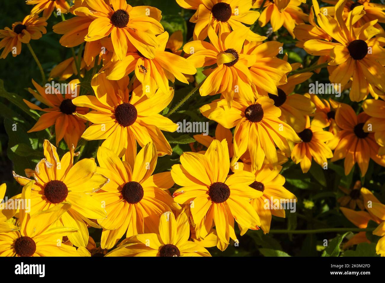 Cluster of bright yellow flowers. Stock Photo