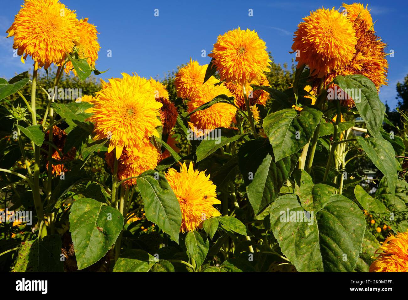 Double sunking sunflower, Helianthus annuus, blossoms against a deep blue sky. Stock Photo