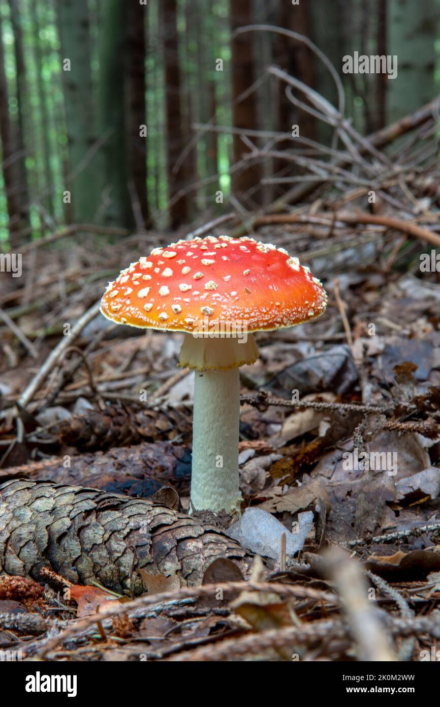 Amanita Muscaria, Fly Agaric, Fly amanita. Red Poisonous Mushroom. Stock Photo