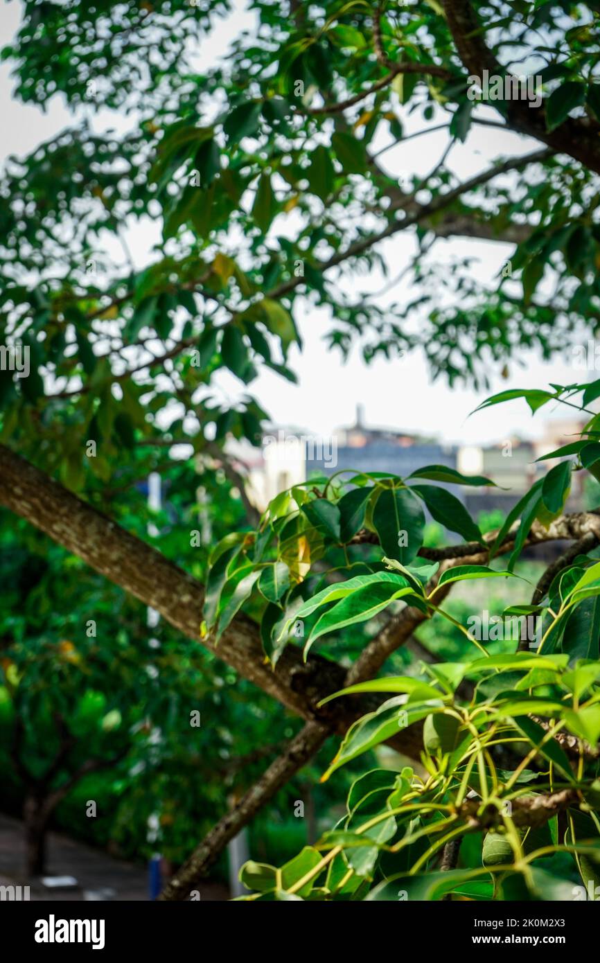 A vertical closeup of green tree branches in sunlight Stock Photo - Alamy