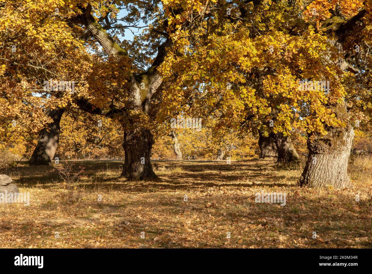 Autumn oak tree foliage. Yellow Quercus leaves in the fall. Gavurky. Slovakia. Stock Photo