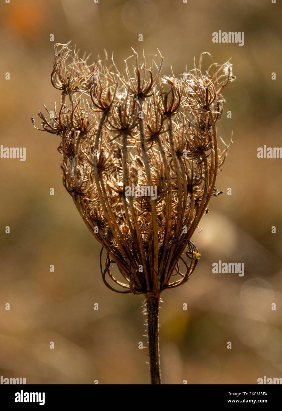 Queen Anne's Lace (Daucus) seeds. Bird's nest or Bishop's lace in the autumn. Stock Photo