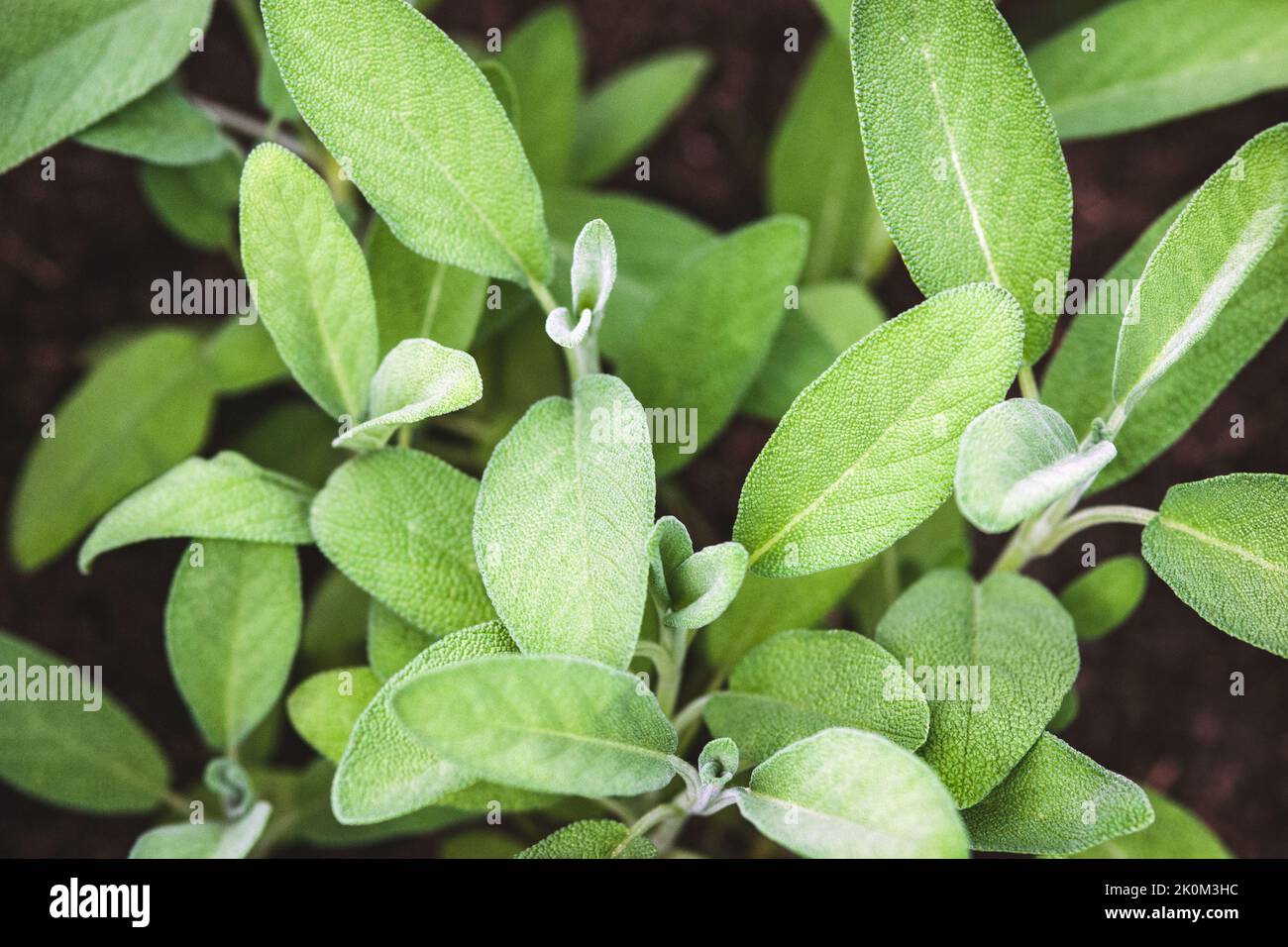 Garden Sage, Salvia officinalis plants growing in herb garden Stock Photo