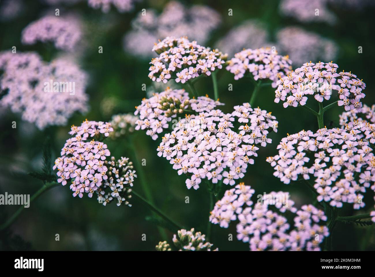 Pink Yarrow blooms, Achillea Millefolium plants in field Stock Photo