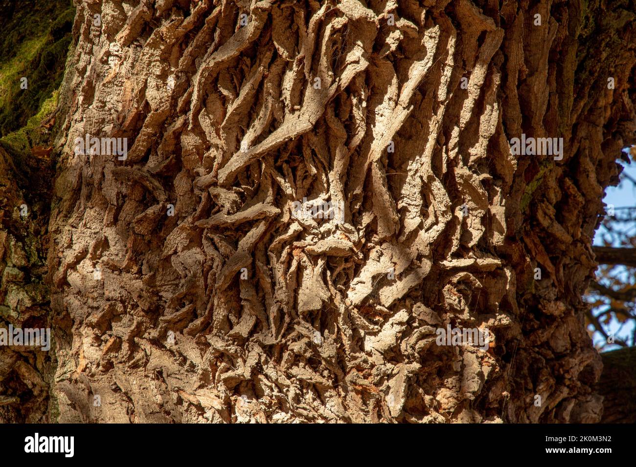 Ancient Oak tree (Quercus) trunk. Tree bark close up. Detail. Stock Photo