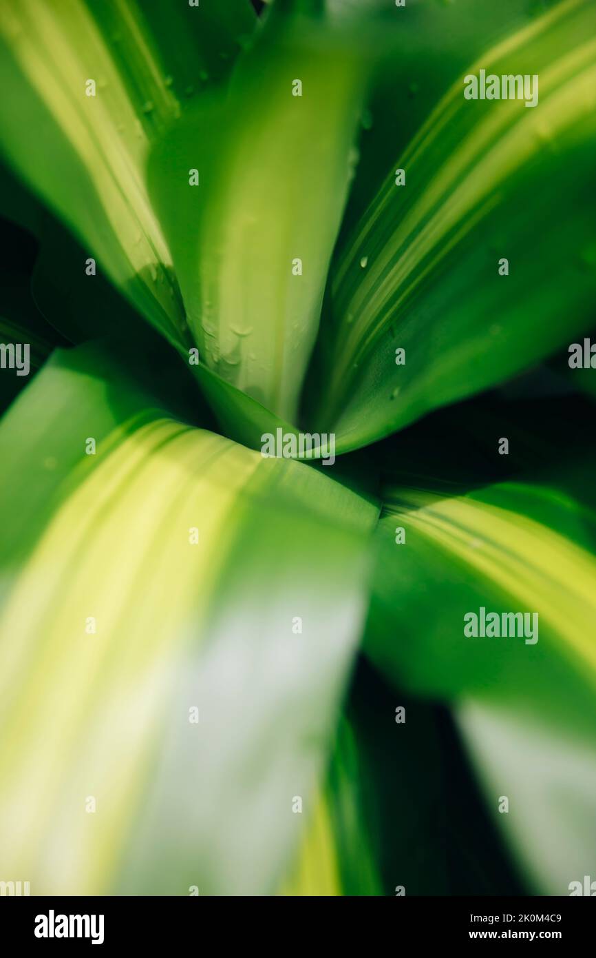 Closeup of Dracaena plant from Bali island rainforest Stock Photo