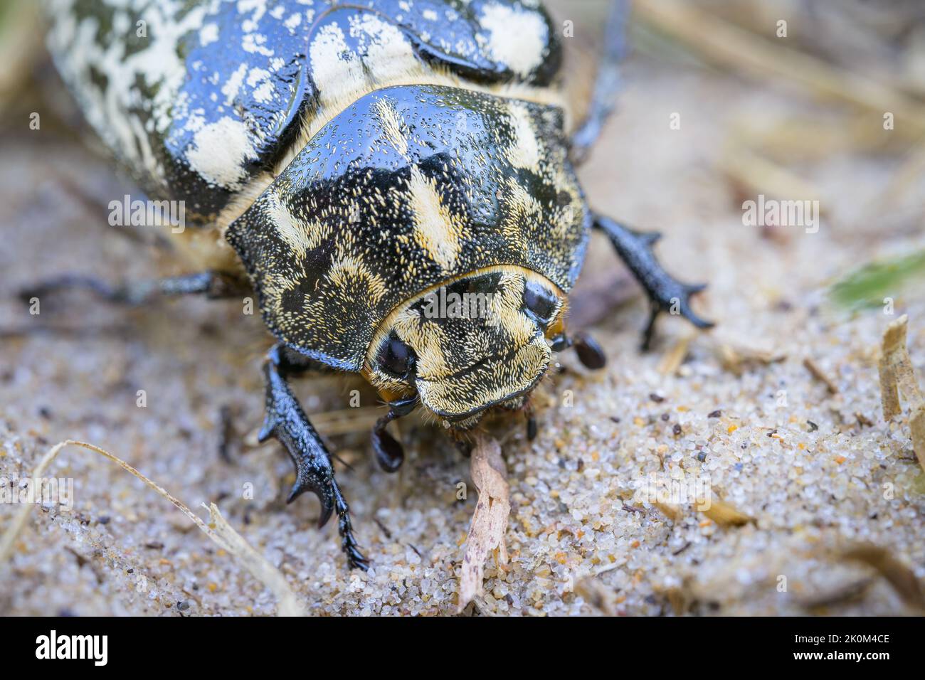 A big Scarab beetle (Polyphylla fullo) walking on sand, France Stock Photo