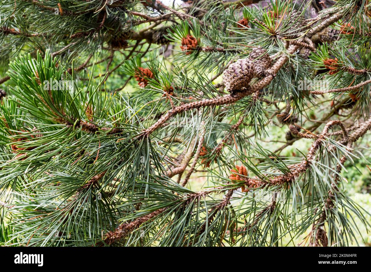 Pinecones & needles of the North American lodgepole pine, Pinus contorta var latifolia. Stock Photo