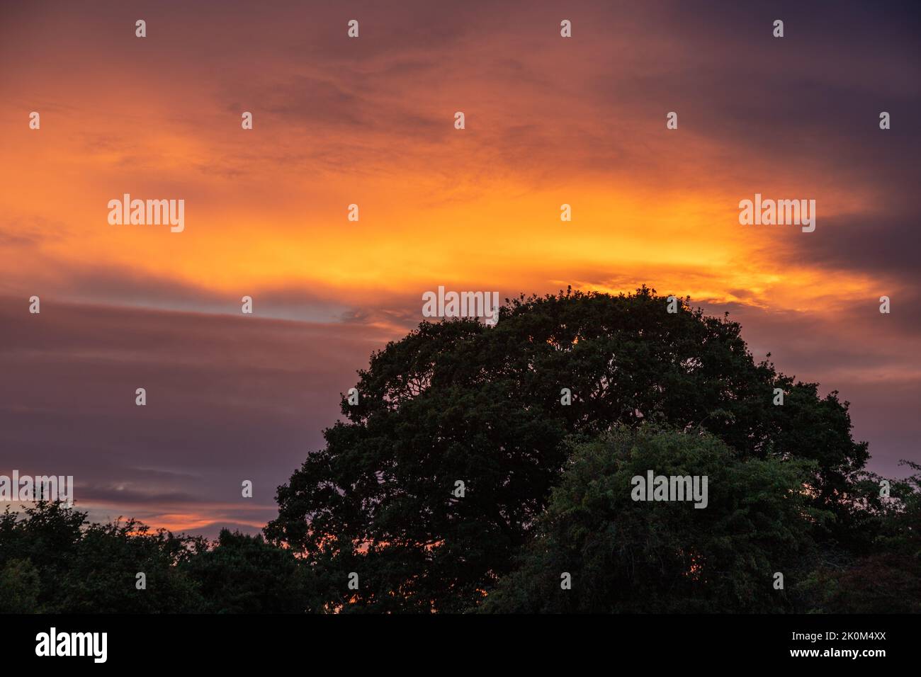 Dramatic colourful light at sunset over a large oak tree Stock Photo