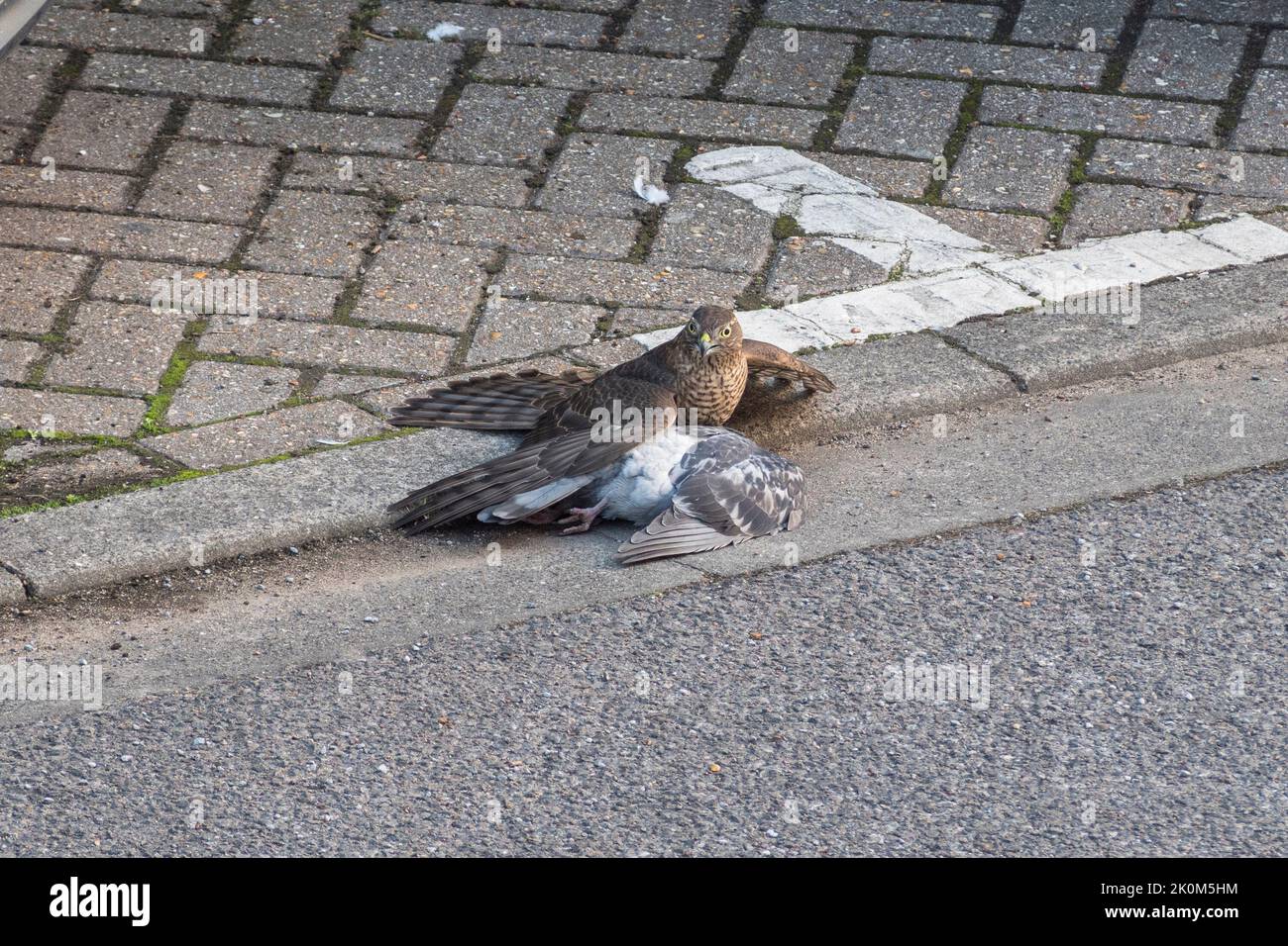 Close up of a Eurasian sparrowhawk (Accipiter nisus) holding a stil- alive pigeon before killing it, in an urban environment, UK. Stock Photo