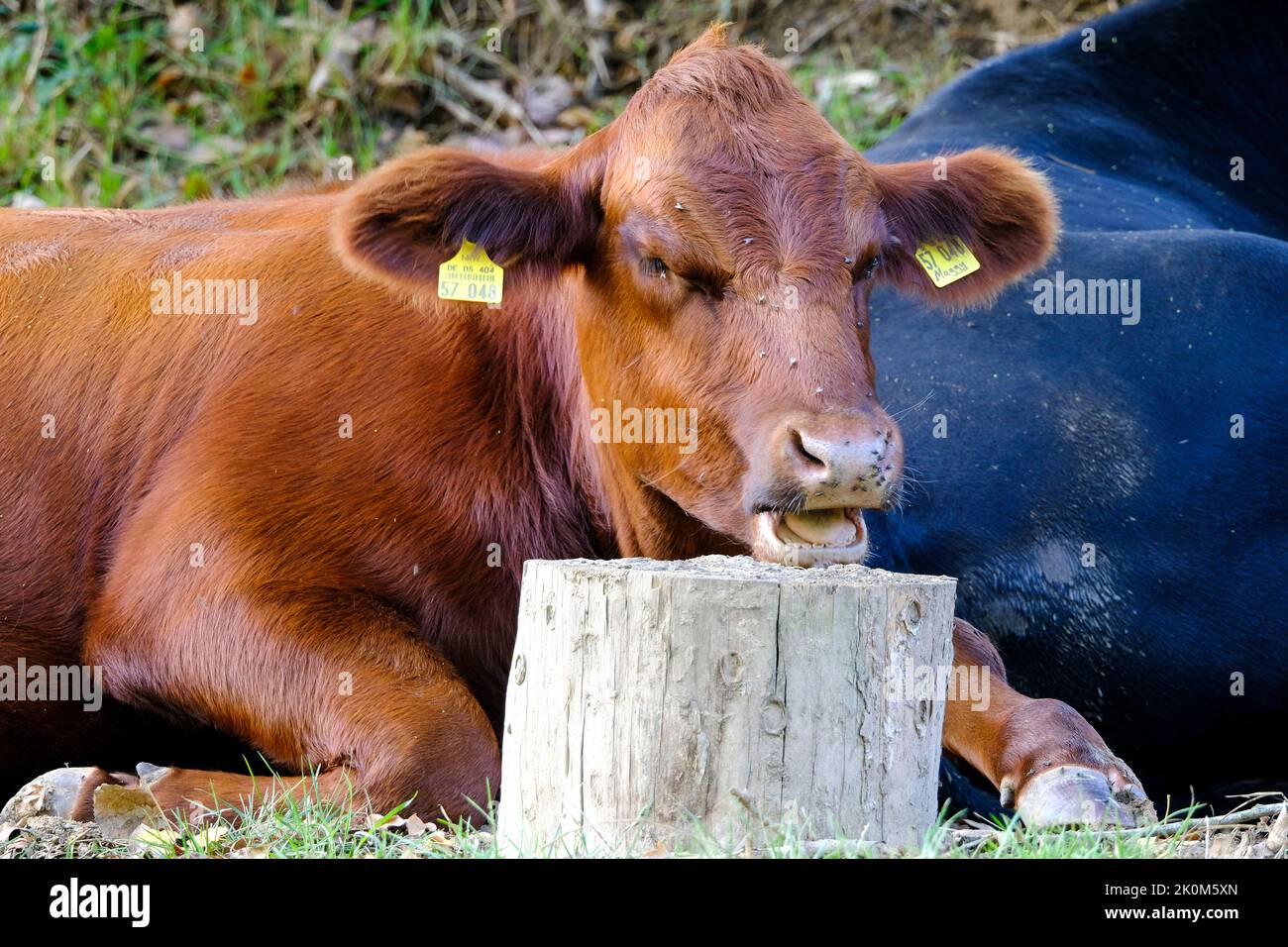 DEU, Deutschland, Nordrhein-Westfalen, Ruhrgebiet, Essen, 13.09.2022: die Kuh Maggy liegt auf einer Weide im Essener Sueden Stock Photo