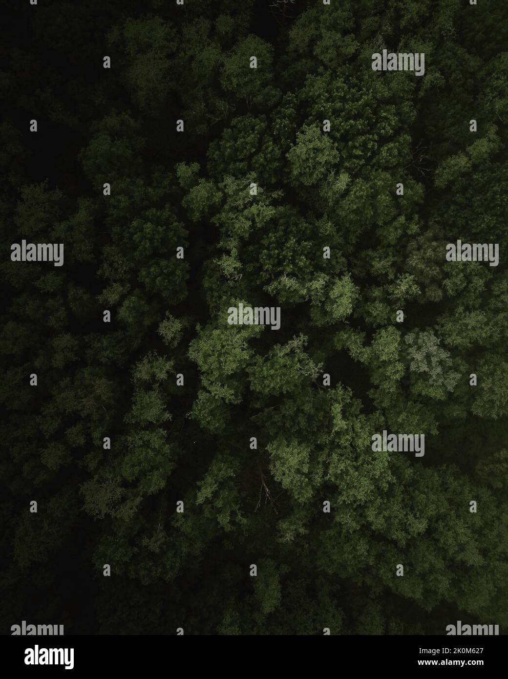 An aerial view of green pine forest Stock Photo - Alamy