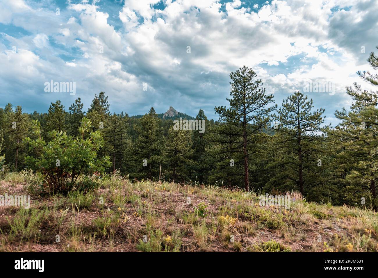 A pine forest under a cloudy sky Stock Photo - Alamy