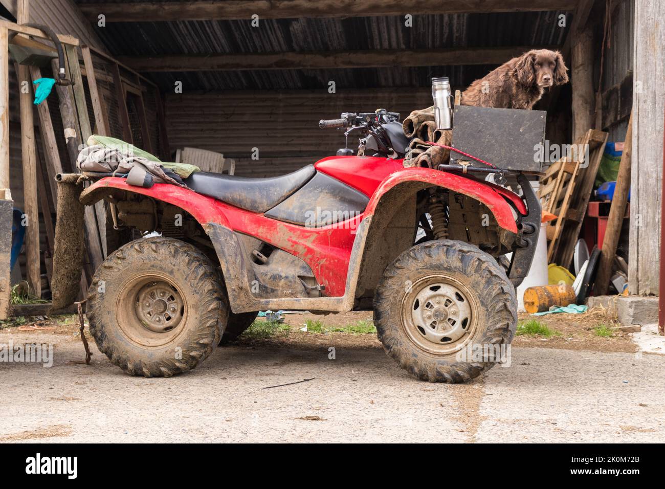 A working dog on a quad bike at a Dorset Farm Stock Photo Alamy