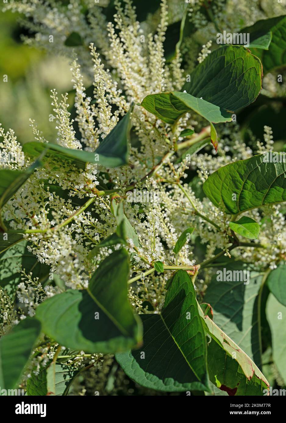 Flowering Japanese knotweed, Fallopia japonica Stock Photo - Alamy