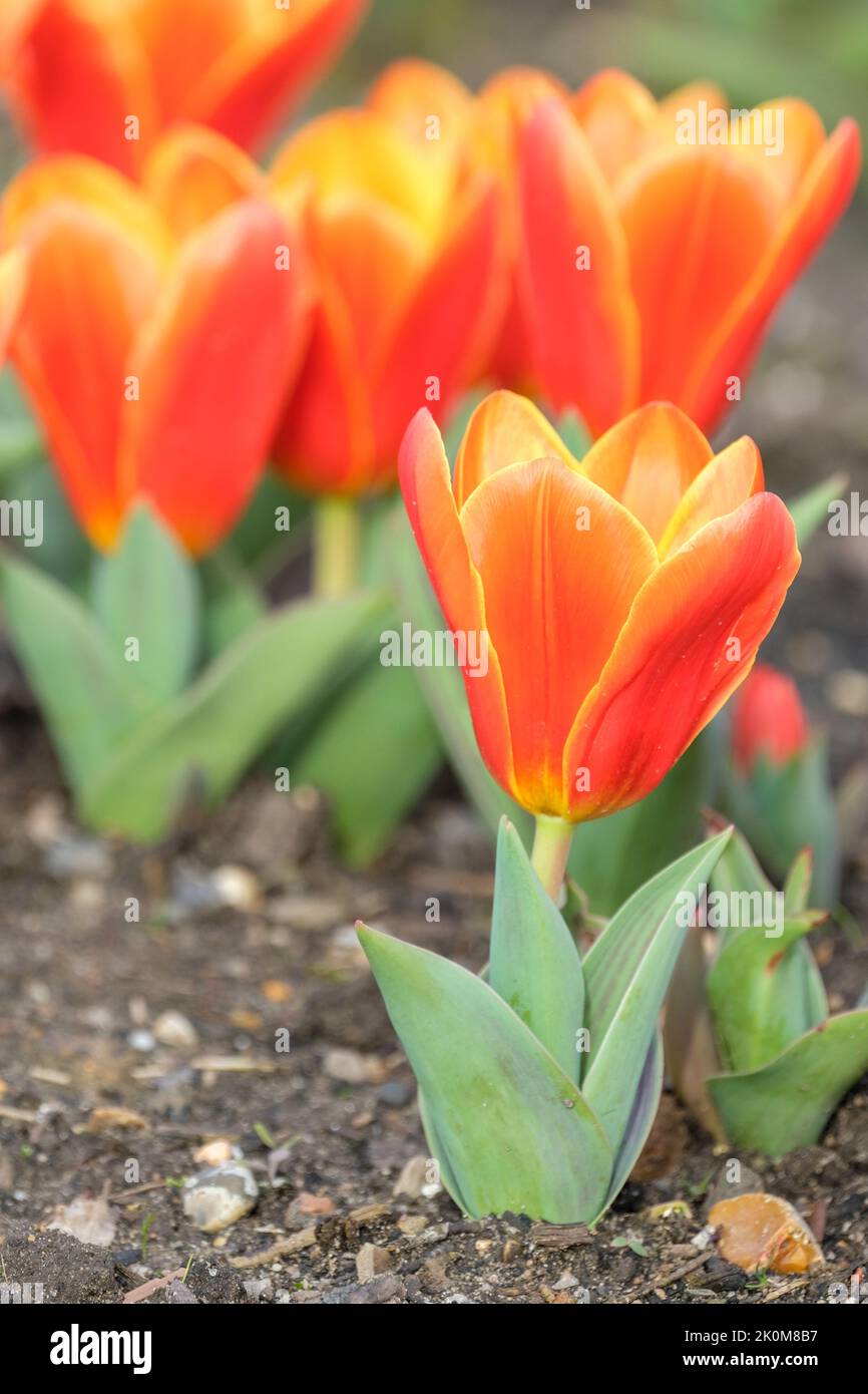 Tulipa 'Love Song', Tulip 'Love Song', Kaufmanniana tulip 'Love Song'. Waterlily Tulip with striped leaves and bright orange flowers Stock Photo