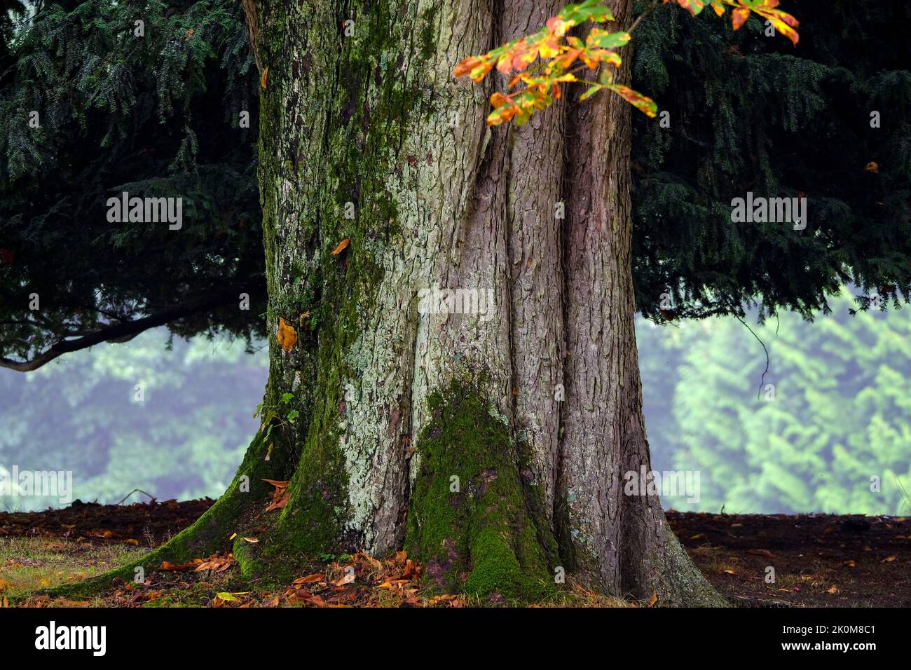 DEU, Deutschland, Nordrhein-Westfalen, Ruhrgebiet, Essen, 11.09.2022: maechtiger Stamm eines alten Baumes im Essener Huegelpark Stock Photo