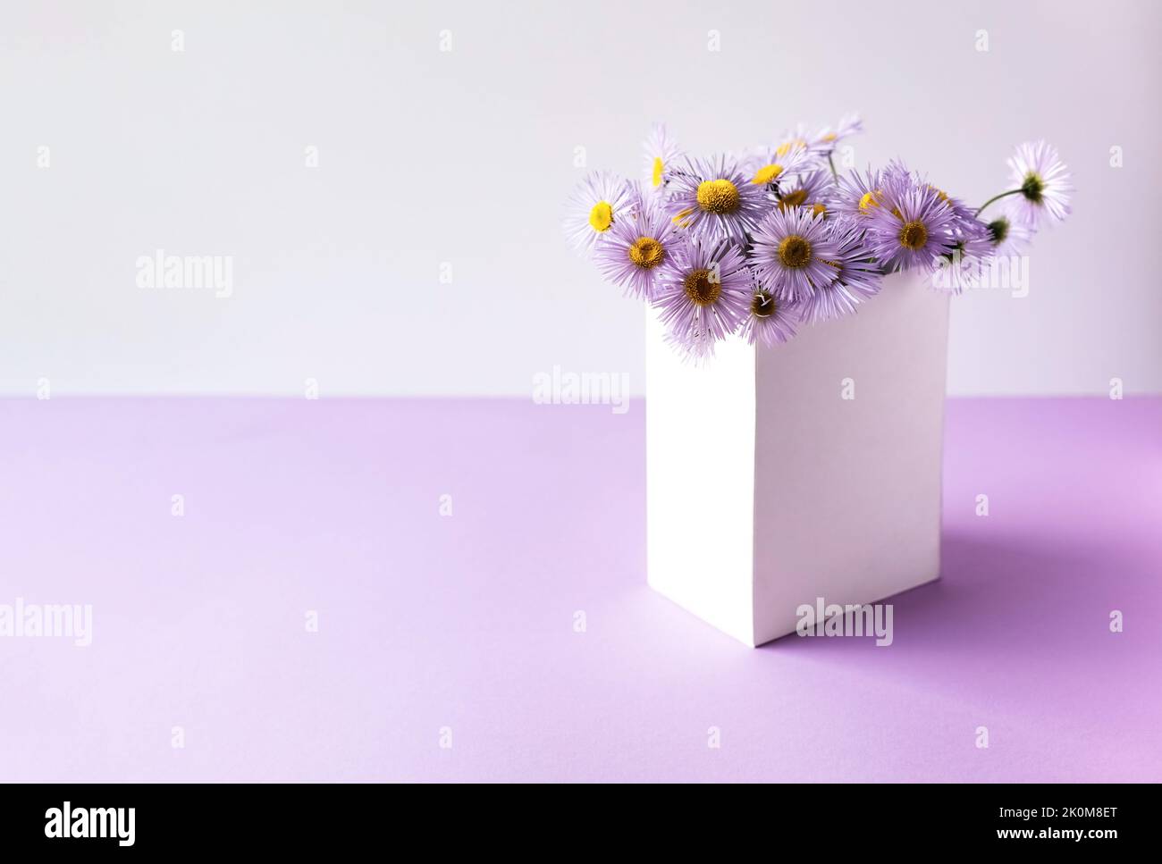 Purple erigeron flowers in a white box on a purple background, summer flowers Stock Photo