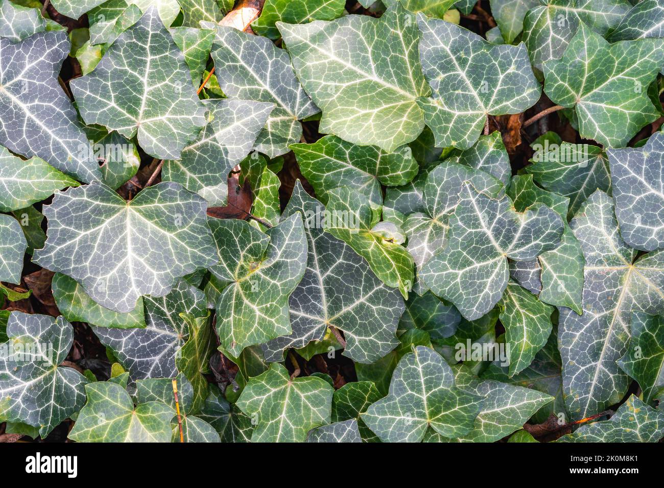 Ivy is a creeping plant or liana. It has the ability to stick to