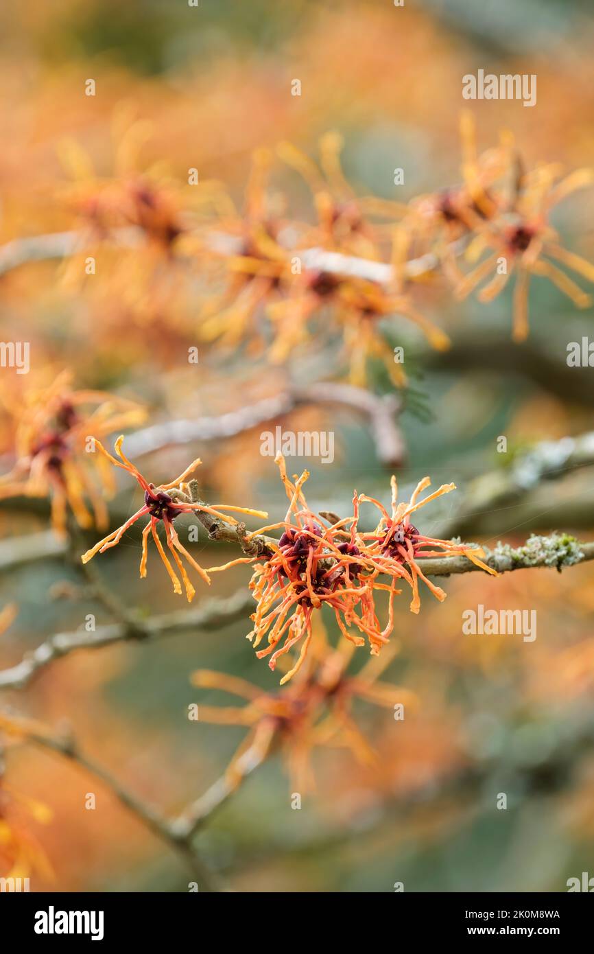 Hamamelis X Intermedia ‚Aphrodite' – Webshop
