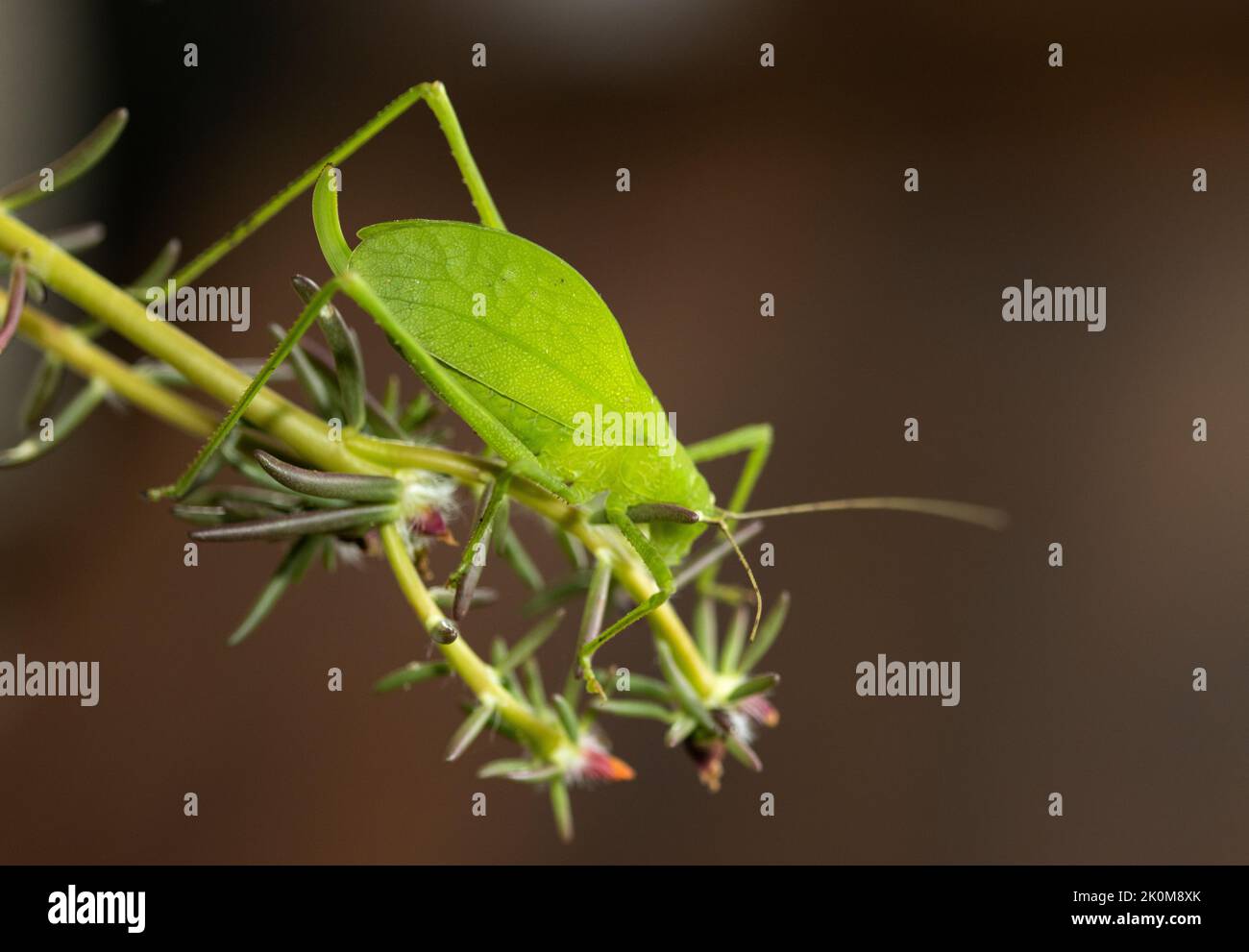 Leaf Katydids are excellent leaf mimics and spend most of their time in tree canopy browsing the foliage. Their nymphs are ant mimics Stock Photo