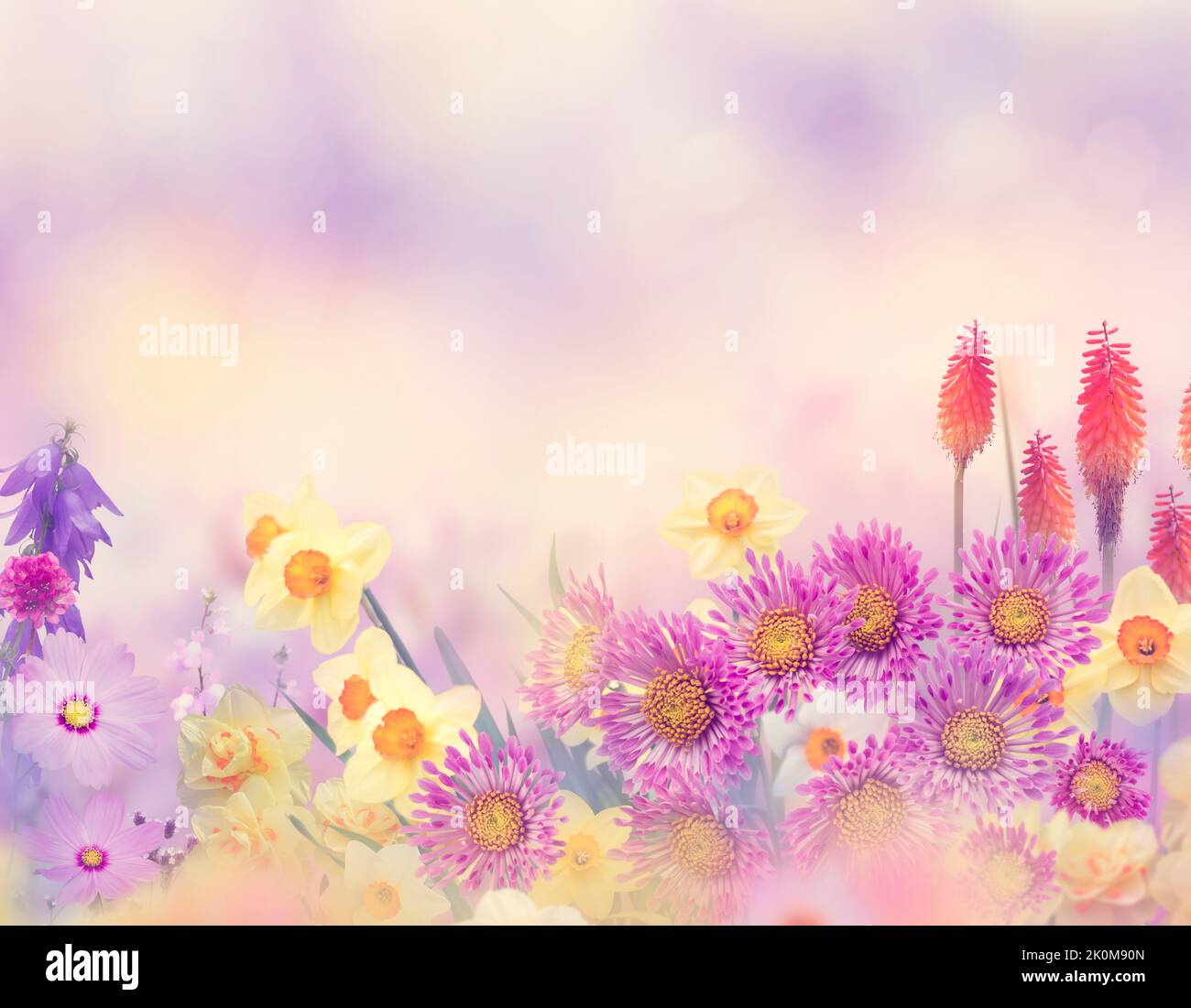 Variety of colorful flowers in the garden Stock Photo