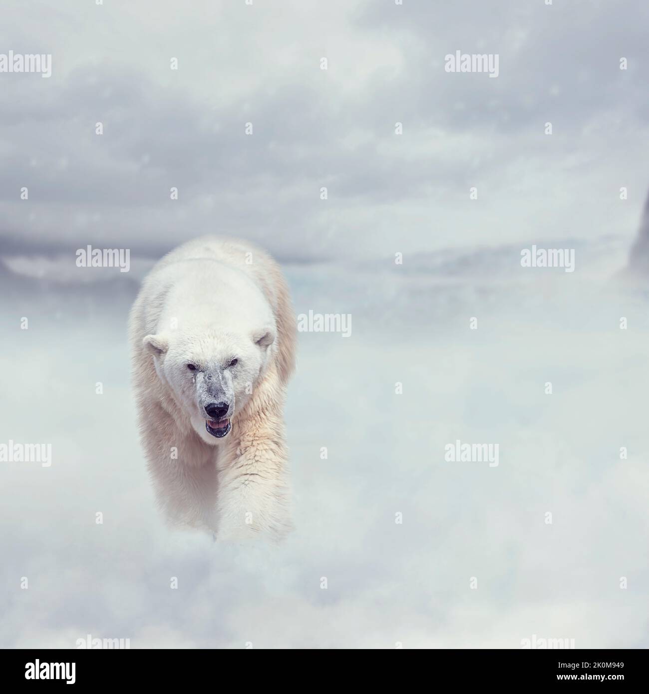 Large Polar bear walking on snow Stock Photo
