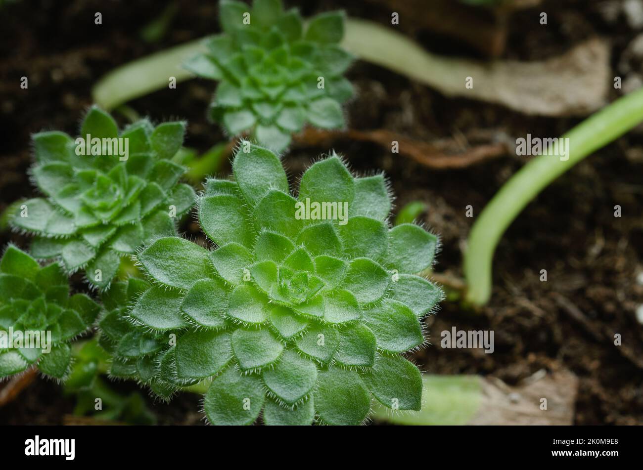 Nursery of small succulent plants propagated by leaves. Aeonium tabuliforme. Stock Photo