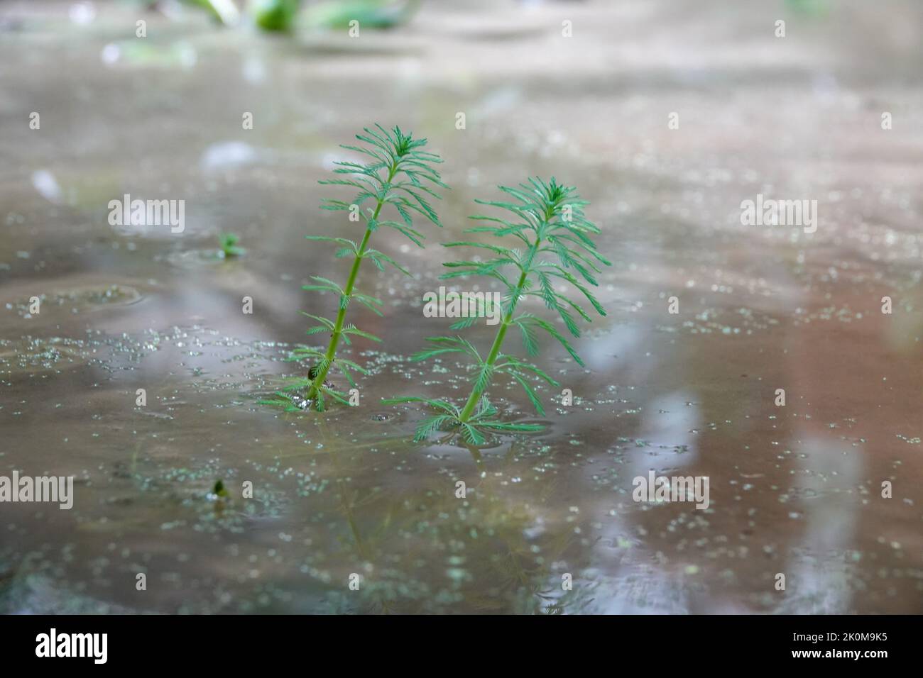 Young Myriophyllum aquaticum grow above the water surface Stock Photo