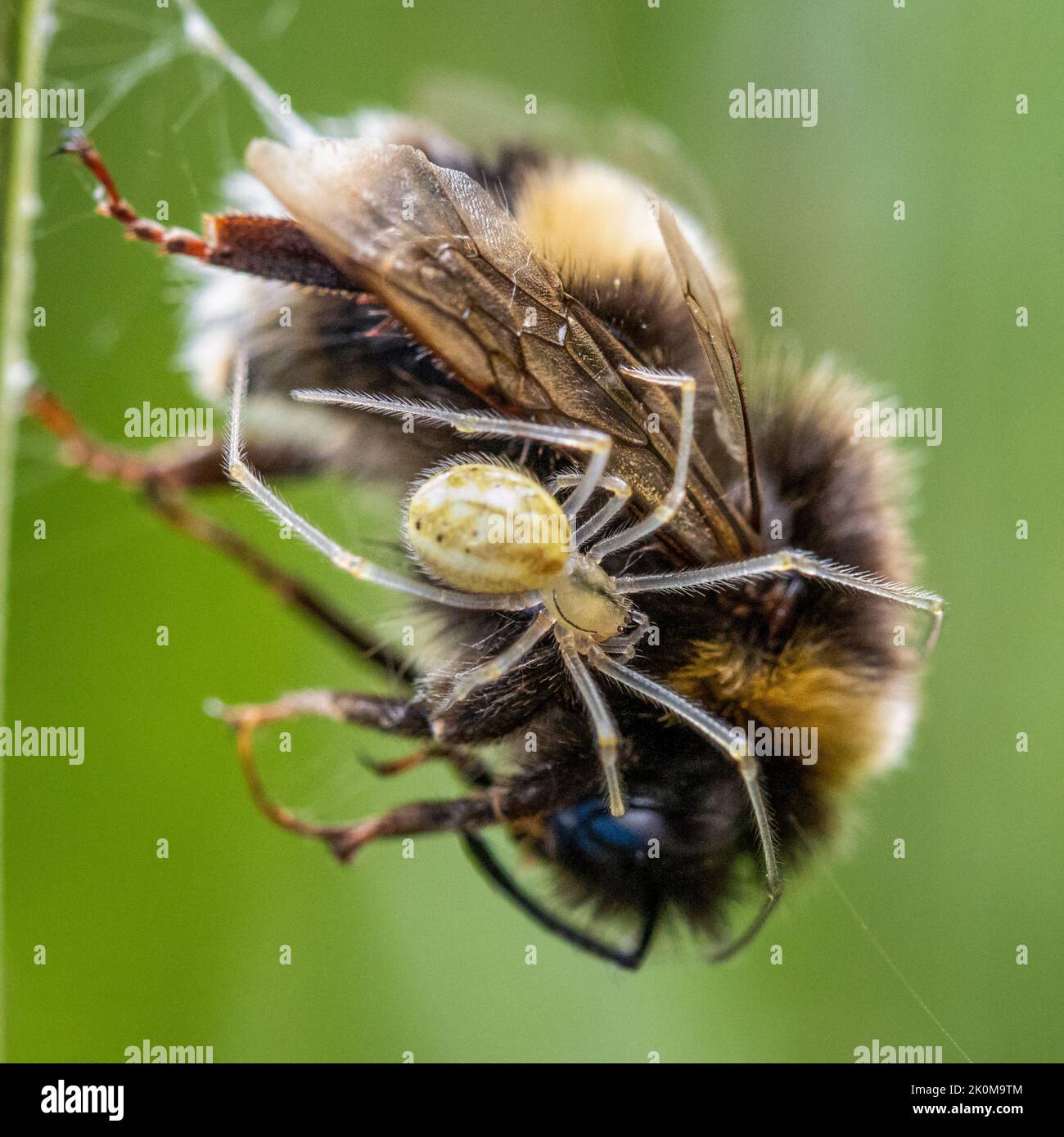 Comb-footed spider (Enoplognatha) feeding on a dead bumblebee trapped in its web, Yorkshire, England, UK wildlife Stock Photo