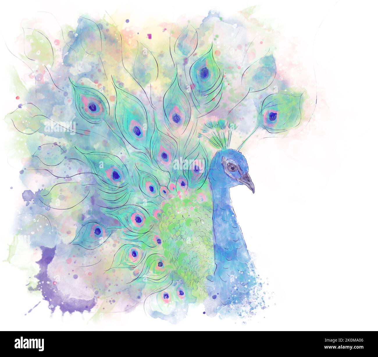 Watercolor Digital Painting of Peacock on White Background Stock Photo
