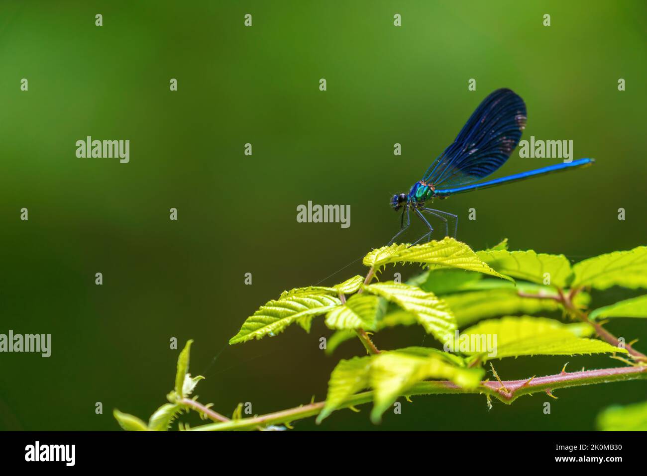 Dragonfly sits on a leaf Stock Photo - Alamy