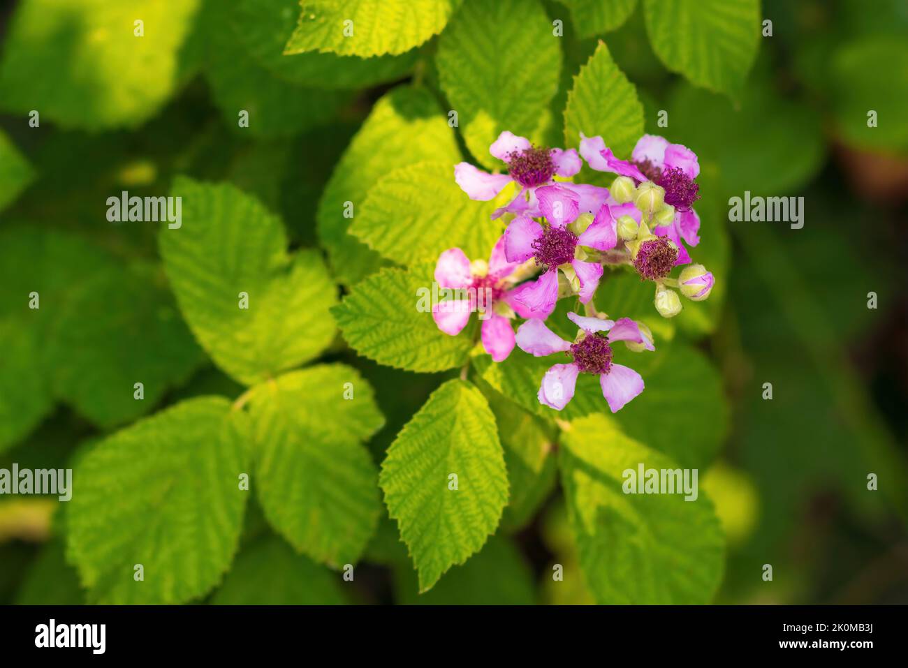 Blackberry flowers in the garden Stock Photo