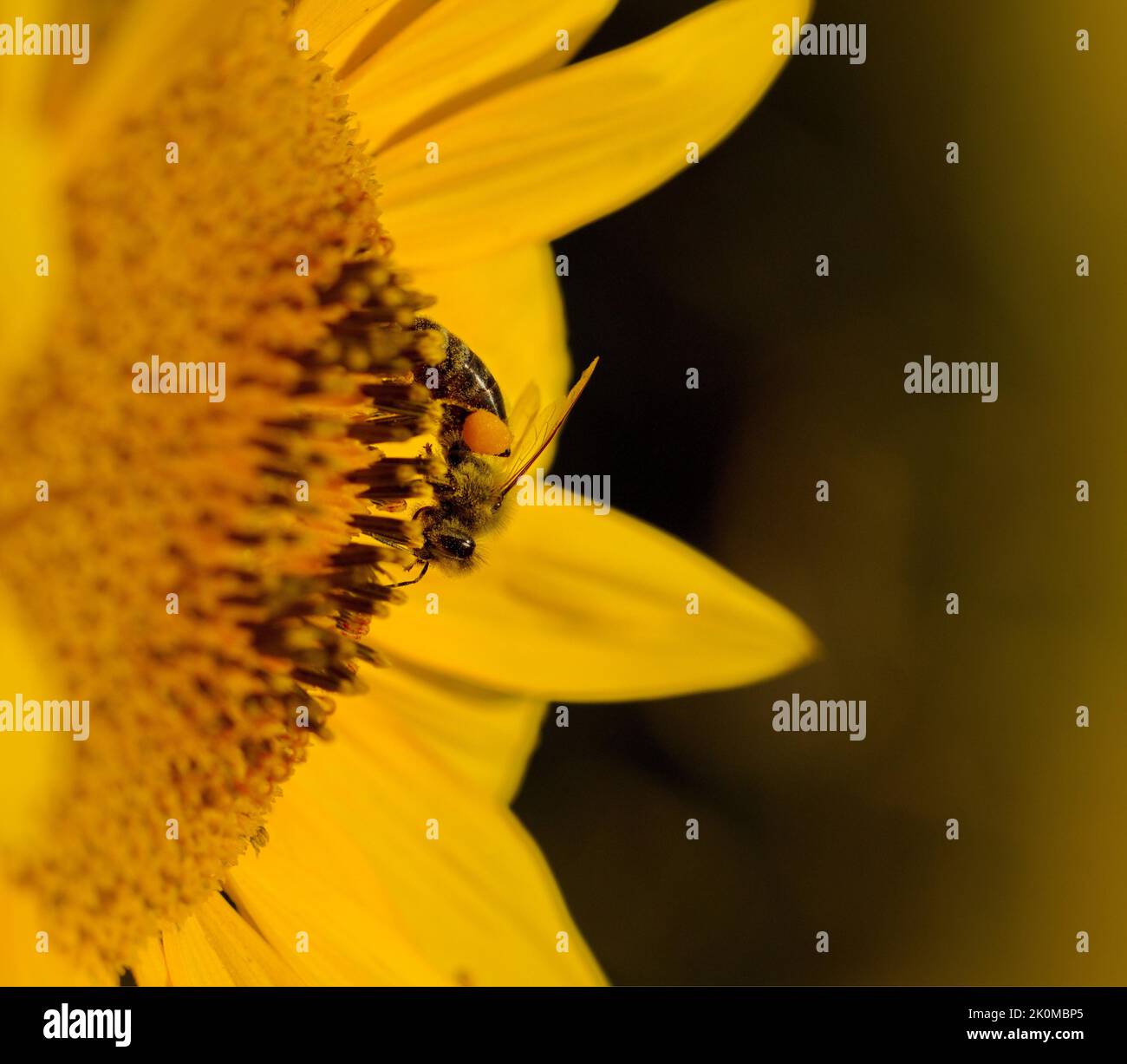Macro of a honey bee on a sunflower in summer Stock Photo
