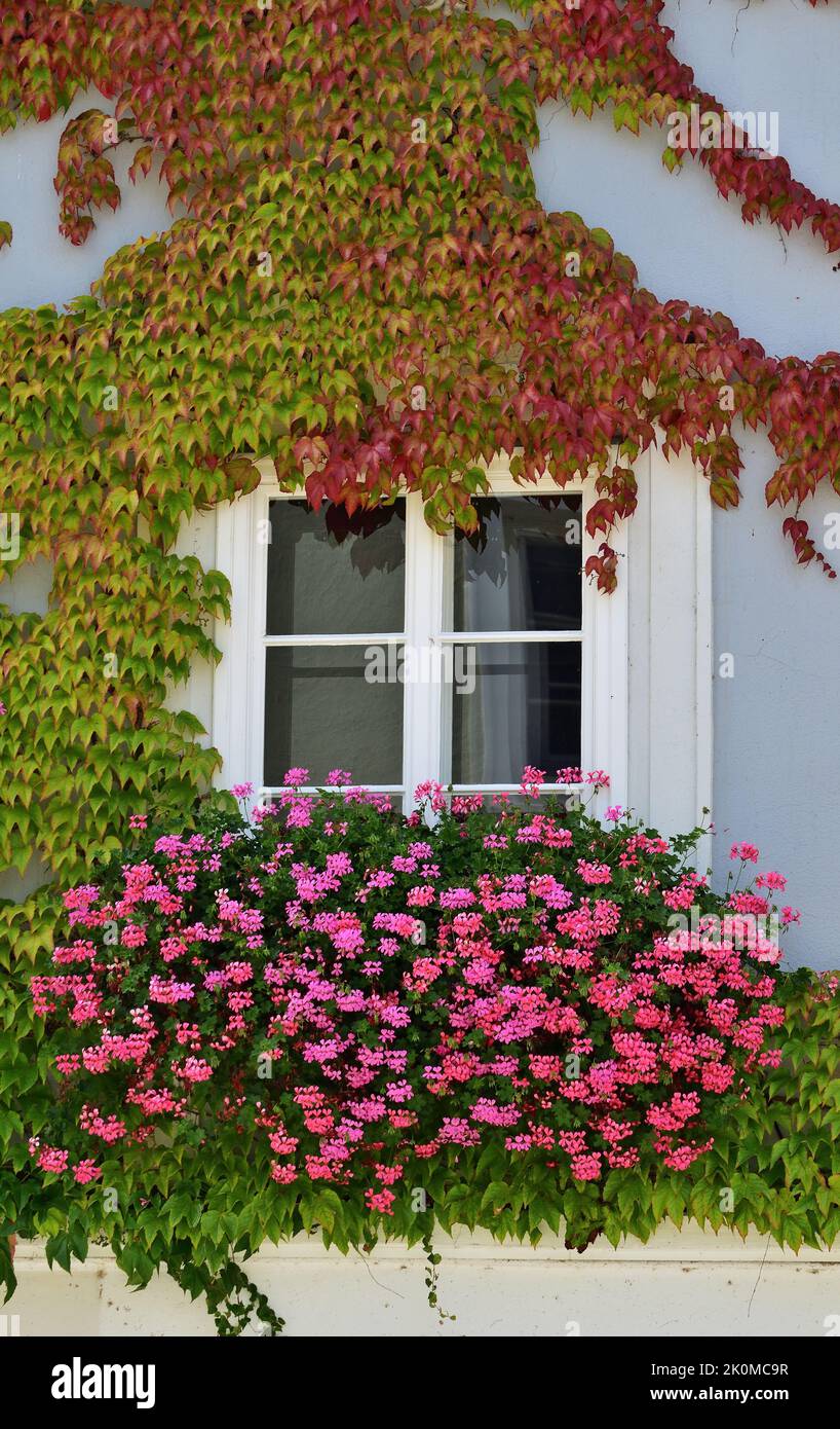 Parthenocissus and pink geranium in the window, vertical, Passau. Germany Stock Photo