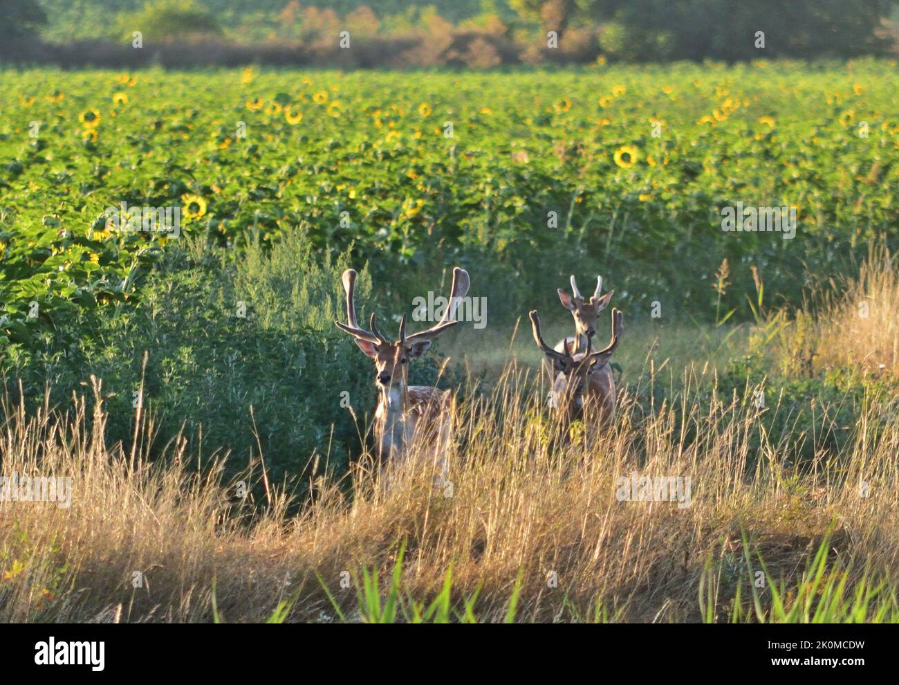 European fallow deer Dama dama bucks at Pacsmag lakes natural reserve Stock Photo