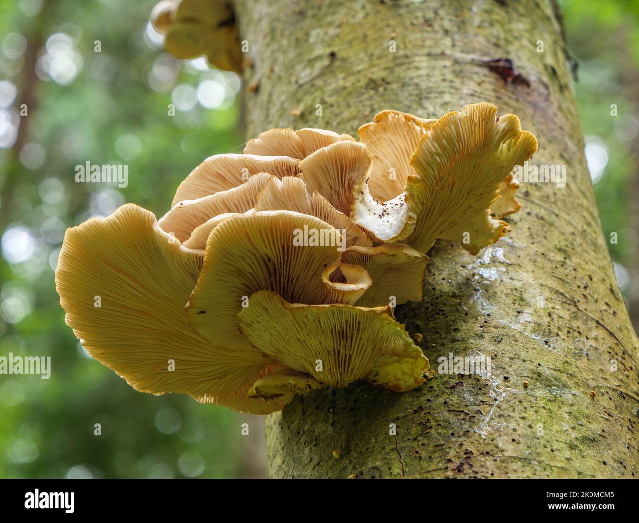 An Oyster Mushroom (Pleurotus pulmonarius) growing on the trunk of an