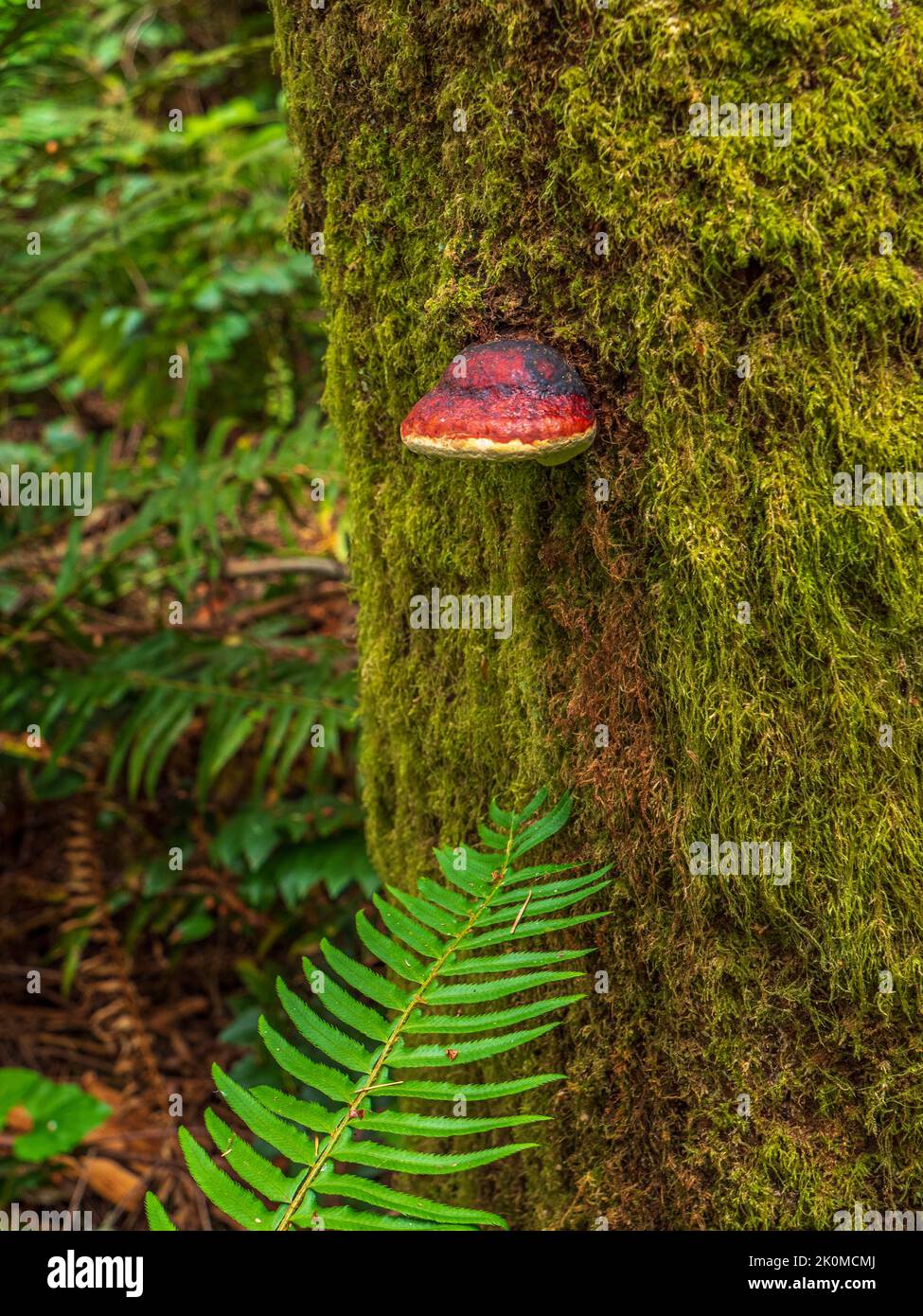 A Red-belted Conk (Fomitopsis mounceae) growing on a moss-covered tree trunk.  This species was formerly known as Fomitopsis pincola. Stock Photo