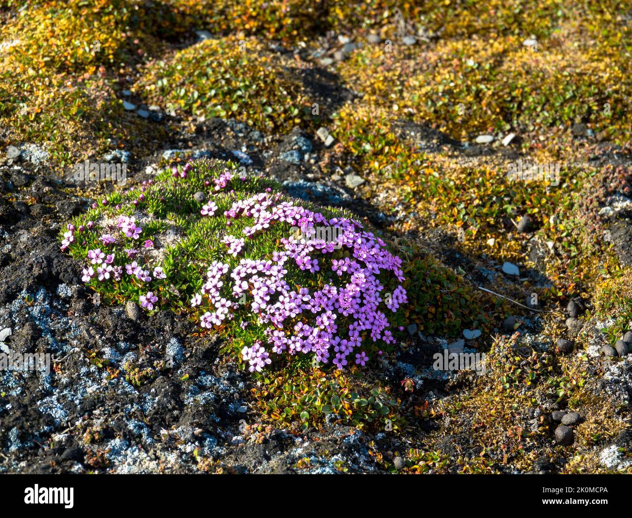 Close up of pink purple arctic flower called purple saxifrage on the island of Svalbard. Spitsbergen, Norway. Stock Photo