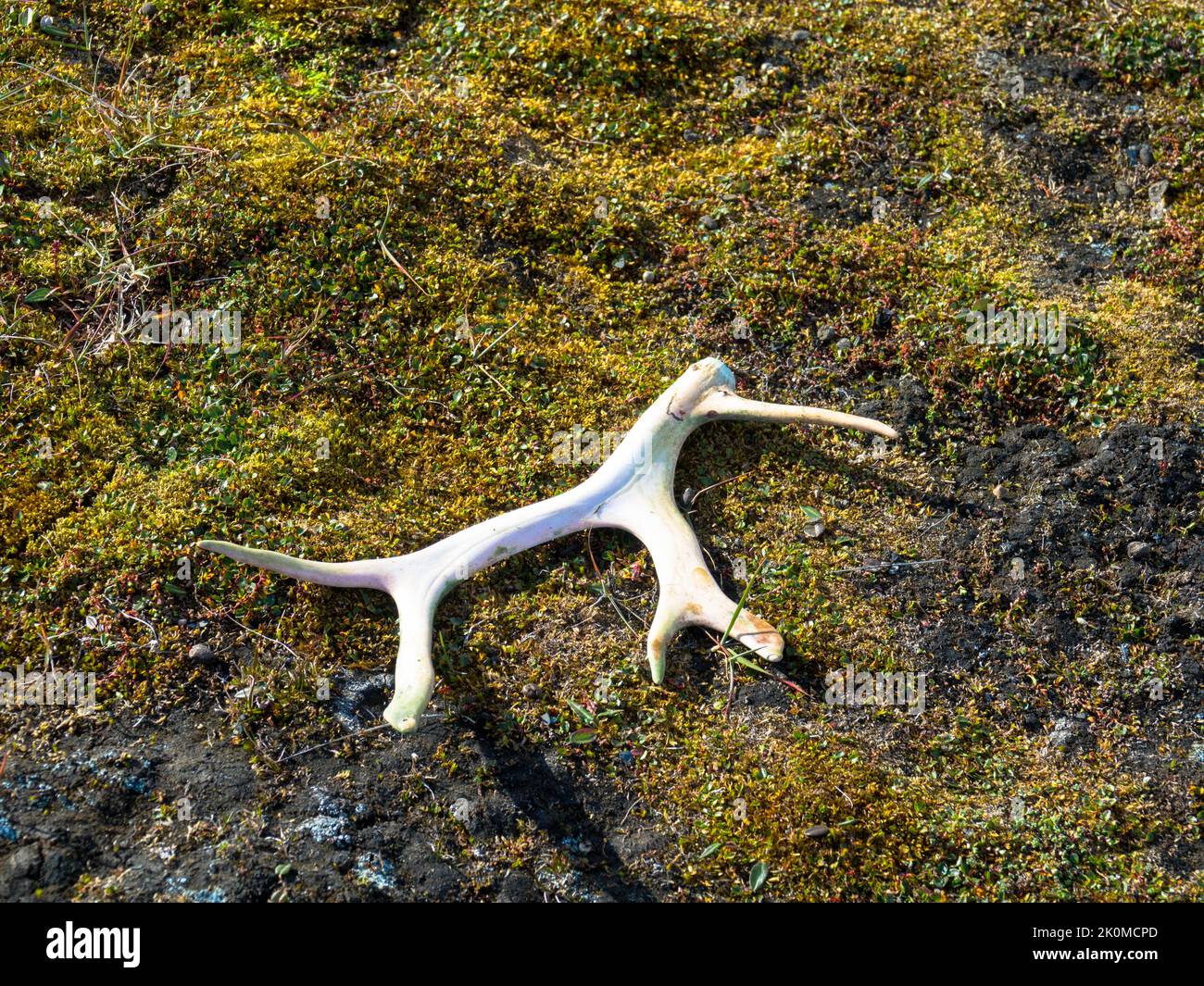 White sun bleached reindeer antlers seen at arctic landscape on Barentsoya Island. Grass and moss background. Svalbard, Norway. Stock Photo