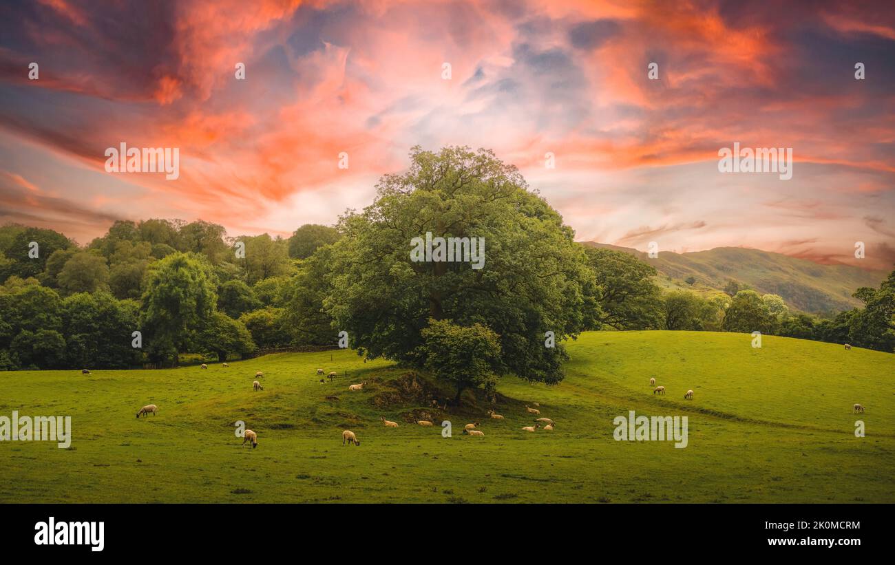 The flock of sheep grazing in a green meadow against the background of ...