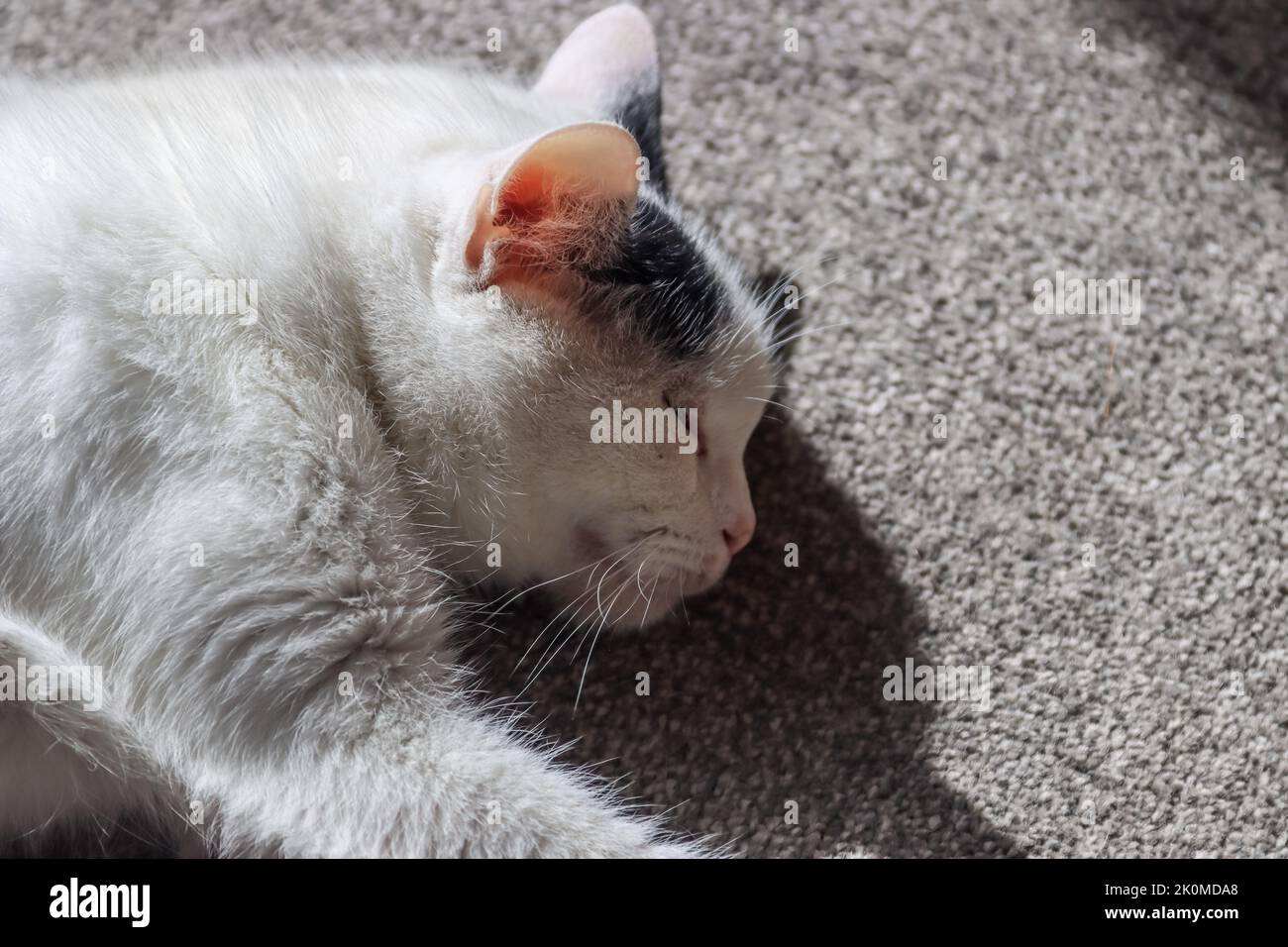 A white sleeping cat on the floor Stock Photo