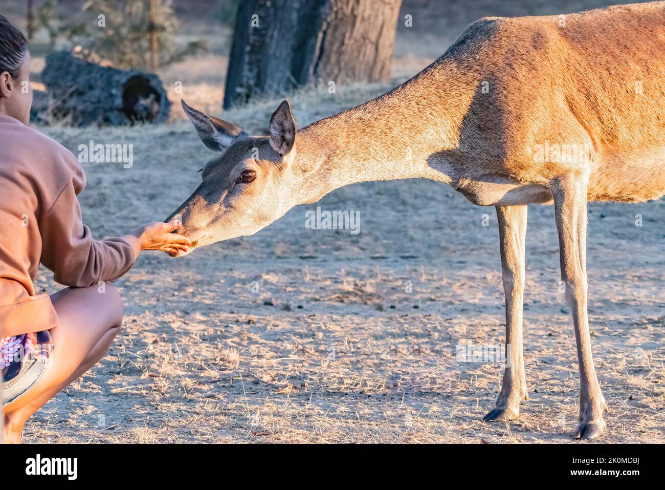 A young female deer (Cervus elaphus) is being caressed by the hand of a unidentified woman Stock Photo