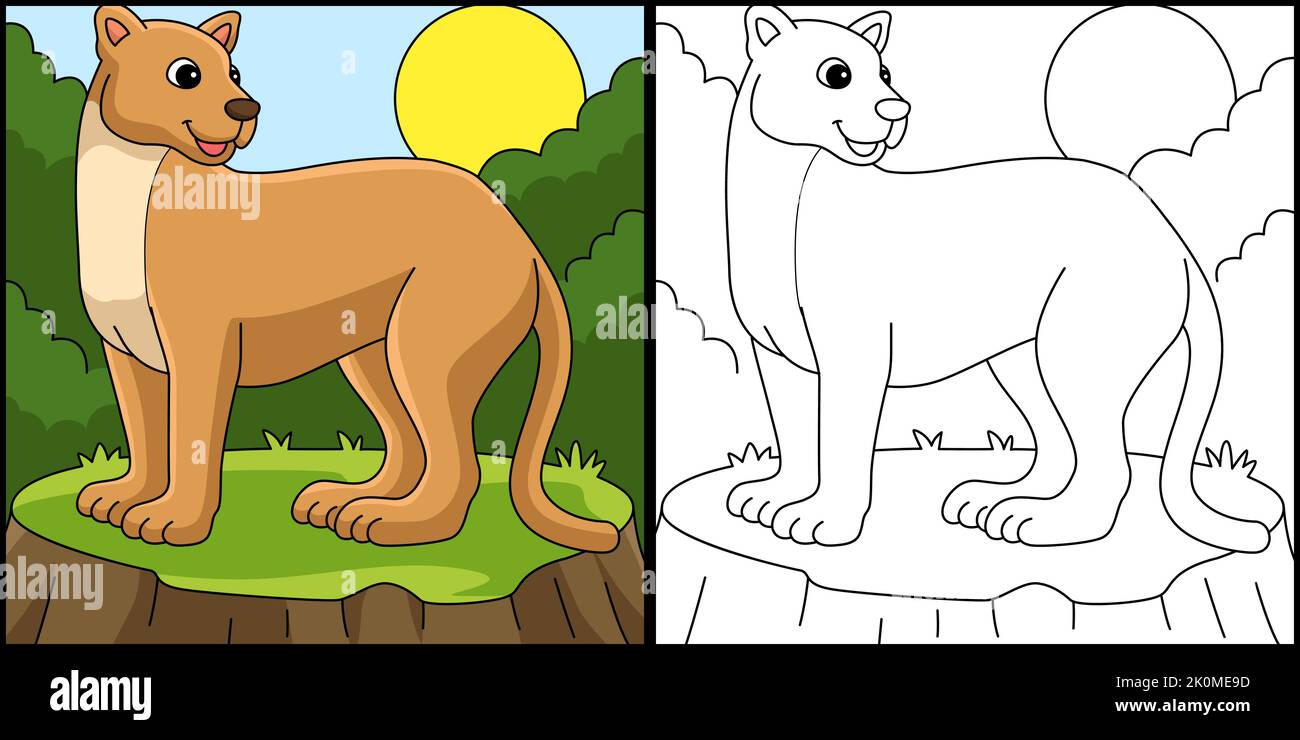 Puma Animal Coloring Page Colored Illustration Stock Vector