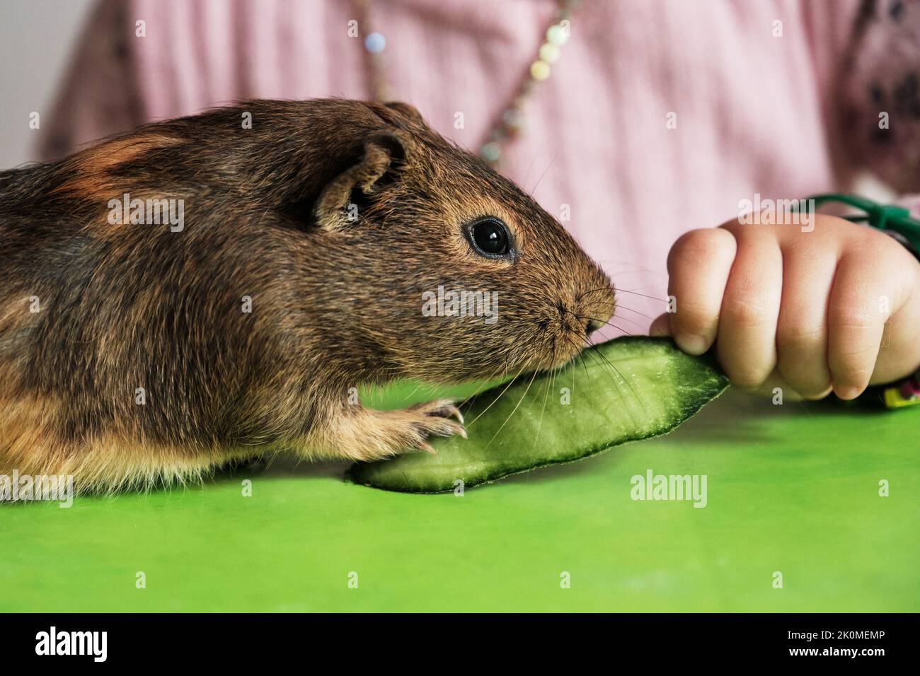 Image showcasing Little girl is feeding her lovely guinea pig Stock Photo - Alamy