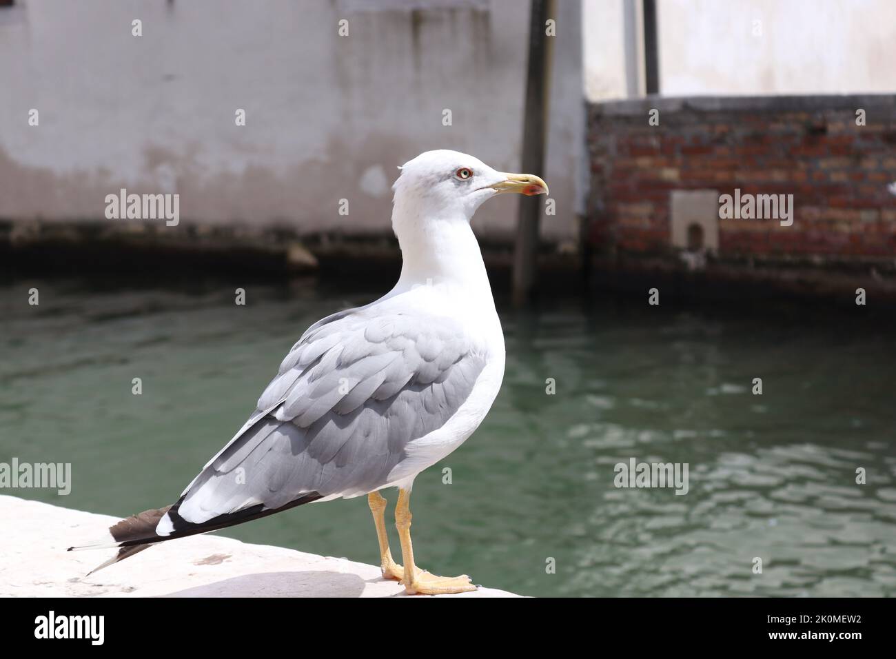 Person winter bird terrace hi-res stock photography and images - Alamy