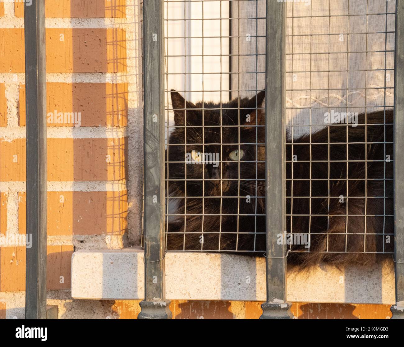 Black cat sitting in a window with bars. Sunset shadows. Cat golden eyes Stock Photo