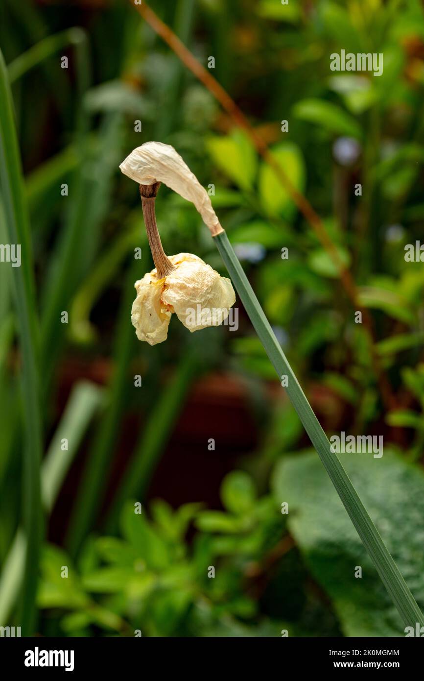 Fading Daffodil bloom as a natural structural plant stilllife Stock Photo Alamy