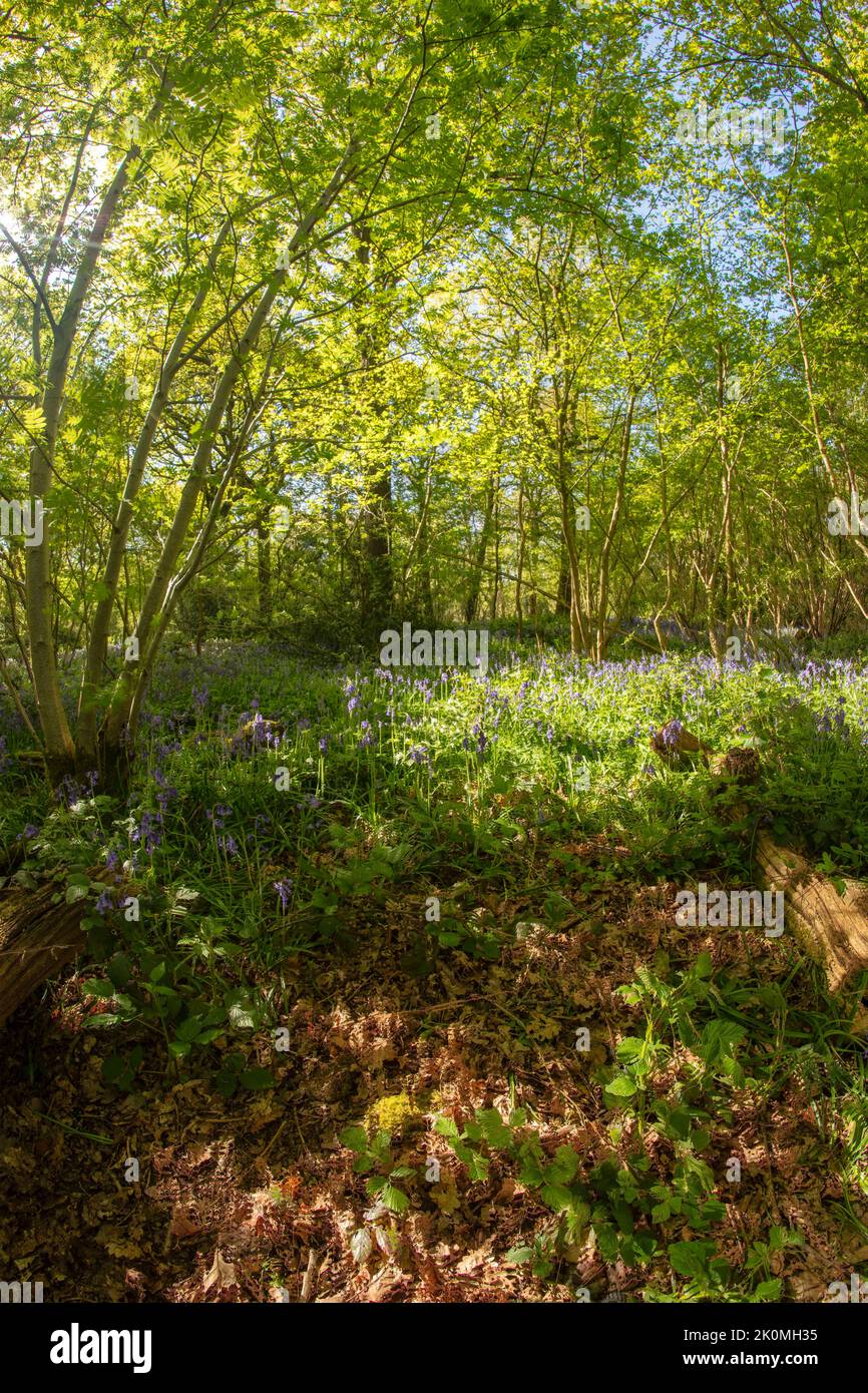 Natural environmental portrait of common Bluebells in an English woodland landscape setting Stock Photo