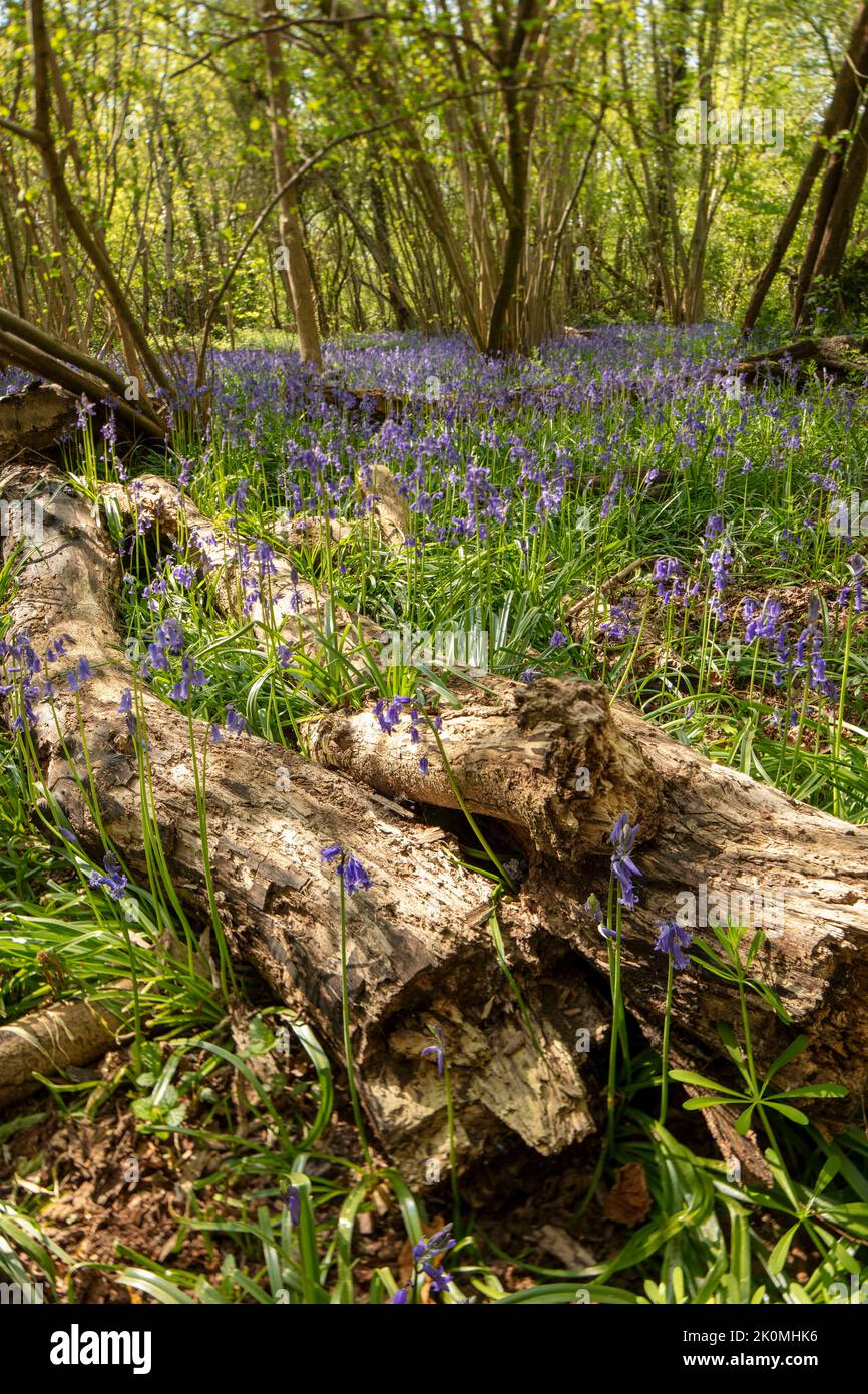 Natural environmental portrait of common Bluebells in an English woodland landscape setting Stock Photo